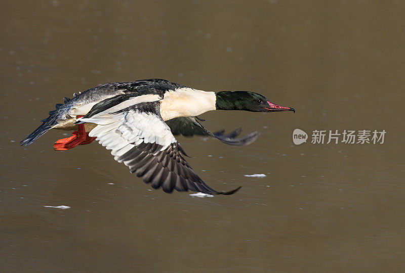 会飞的公秋鲱(Mergus merganser)